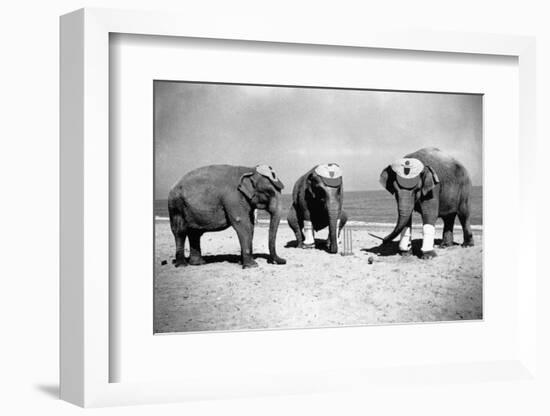 Elephants Play Beach Cricket-null-Framed Photographic Print