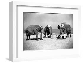 Elephants Play Beach Cricket-null-Framed Photographic Print