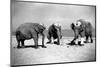 Elephants Play Beach Cricket-null-Mounted Photographic Print