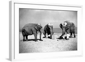 Elephants Play Beach Cricket-null-Framed Photographic Print