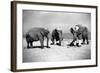 Elephants Play Beach Cricket-null-Framed Photographic Print