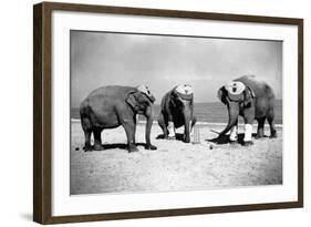 Elephants Play Beach Cricket-null-Framed Photographic Print