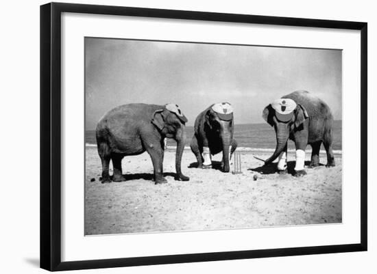 Elephants Play Beach Cricket-null-Framed Photographic Print