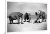 Elephants Play Beach Cricket-null-Framed Photographic Print