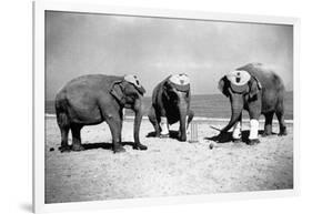 Elephants Play Beach Cricket-null-Framed Photographic Print