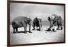 Elephants Play Beach Cricket-null-Framed Photographic Print