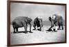 Elephants Play Beach Cricket-null-Framed Photographic Print