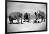 Elephants Play Beach Cricket-null-Framed Photographic Print