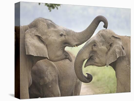 Elephants Play Fighting, Corbett National Park, Uttaranchal, India-Jagdeep Rajput-Stretched Canvas