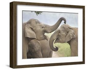 Elephants Play Fighting, Corbett National Park, Uttaranchal, India-Jagdeep Rajput-Framed Photographic Print