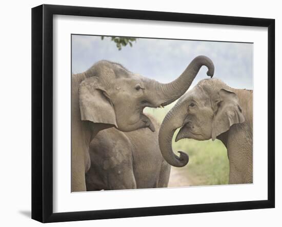 Elephants Play Fighting, Corbett National Park, Uttaranchal, India-Jagdeep Rajput-Framed Photographic Print