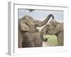 Elephants Play Fighting, Corbett National Park, Uttaranchal, India-Jagdeep Rajput-Framed Photographic Print