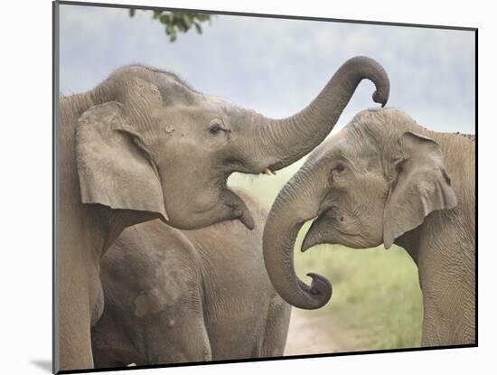 Elephants Play Fighting, Corbett National Park, Uttaranchal, India-Jagdeep Rajput-Mounted Photographic Print