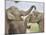 Elephants Play Fighting, Corbett National Park, Uttaranchal, India-Jagdeep Rajput-Mounted Photographic Print