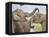 Elephants Play Fighting, Corbett National Park, Uttaranchal, India-Jagdeep Rajput-Framed Stretched Canvas
