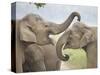 Elephants Play Fighting, Corbett National Park, Uttaranchal, India-Jagdeep Rajput-Stretched Canvas