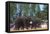 Elephants Playing Soccer, Elephant Round-Up, Surin, Thailand-null-Framed Stretched Canvas