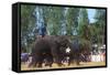 Elephants Playing Soccer, Elephant Round-Up, Surin, Thailand-null-Framed Stretched Canvas