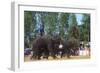 Elephants Playing Soccer, Elephant Round-Up, Surin, Thailand-null-Framed Photographic Print