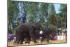 Elephants Playing Soccer, Elephant Round-Up, Surin, Thailand-null-Mounted Photographic Print