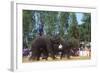 Elephants Playing Soccer, Elephant Round-Up, Surin, Thailand-null-Framed Photographic Print