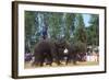 Elephants Playing Soccer, Elephant Round-Up, Surin, Thailand-null-Framed Photographic Print