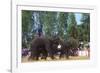 Elephants Playing Soccer, Elephant Round-Up, Surin, Thailand-null-Framed Photographic Print