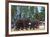 Elephants Playing Soccer, Elephant Round-Up, Surin, Thailand-null-Framed Photographic Print
