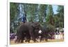 Elephants Playing Soccer, Elephant Round-Up, Surin, Thailand-null-Framed Photographic Print