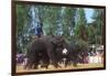 Elephants Playing Soccer, Elephant Round-Up, Surin, Thailand-null-Framed Photographic Print