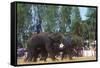 Elephants Playing Soccer, Elephant Round-Up, Surin, Thailand-null-Framed Stretched Canvas