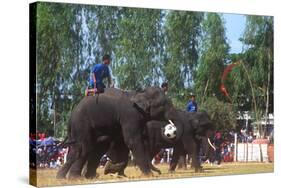 Elephants Playing Soccer, Elephant Round-Up, Surin, Thailand-null-Stretched Canvas