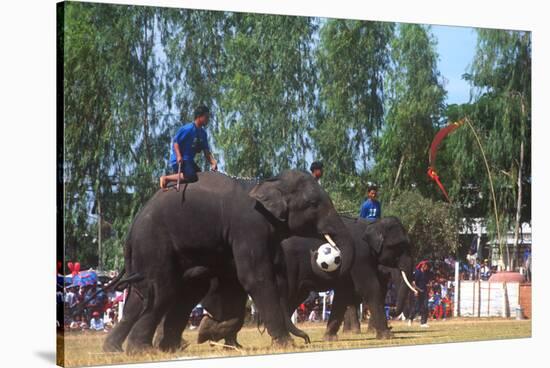 Elephants Playing Soccer, Elephant Round-Up, Surin, Thailand-null-Stretched Canvas