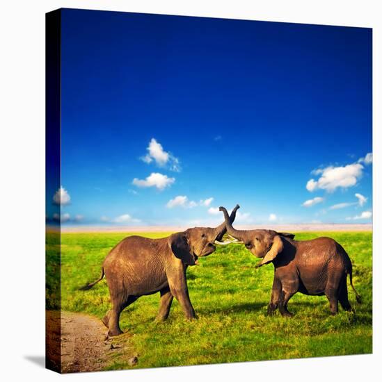 Elephants Playing With Their Trunks On African Savanna. Safari In Amboseli, Kenya, Africa-Michal Bednarek-Stretched Canvas