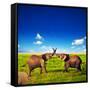 Elephants Playing With Their Trunks On African Savanna. Safari In Amboseli, Kenya, Africa-Michal Bednarek-Framed Stretched Canvas