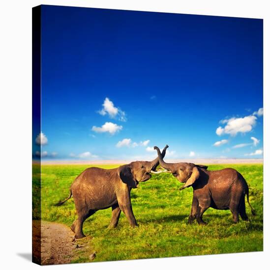 Elephants Playing With Their Trunks On African Savanna. Safari In Amboseli, Kenya, Africa-Michal Bednarek-Stretched Canvas