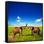 Elephants Playing With Their Trunks On African Savanna. Safari In Amboseli, Kenya, Africa-Michal Bednarek-Framed Stretched Canvas