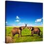 Elephants Playing With Their Trunks On African Savanna. Safari In Amboseli, Kenya, Africa-Michal Bednarek-Stretched Canvas