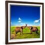 Elephants Playing With Their Trunks On African Savanna. Safari In Amboseli, Kenya, Africa-Michal Bednarek-Framed Photographic Print