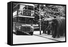 Elephants Queue at Battersea Park Bus Stop-null-Framed Stretched Canvas