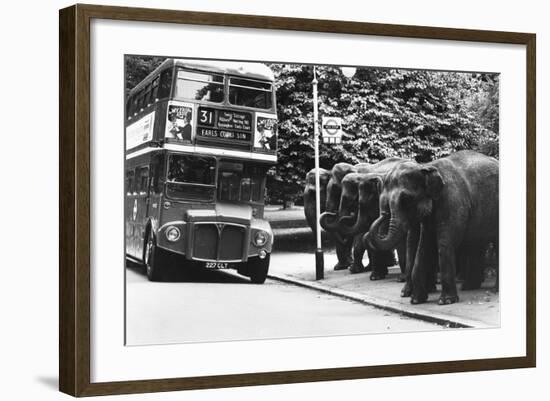 Elephants Queue at Battersea Park Bus Stop-null-Framed Photographic Print