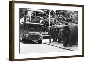 Elephants Queue at Battersea Park Bus Stop-null-Framed Photographic Print