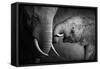 Elephants Showing Affection (Artistic Processing)-Johan Swanepoel-Framed Stretched Canvas