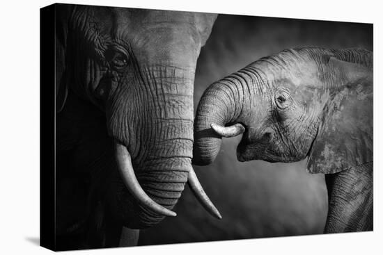 Elephants Showing Affection (Artistic Processing)-Johan Swanepoel-Stretched Canvas