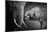 Elephants Showing Affection (Artistic Processing)-Johan Swanepoel-Mounted Photographic Print