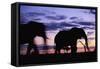 Elephants Silhouetted at Dusk-Paul Souders-Framed Stretched Canvas