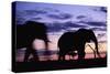 Elephants Silhouetted at Dusk-Paul Souders-Stretched Canvas