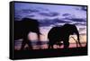 Elephants Silhouetted at Dusk-Paul Souders-Framed Stretched Canvas