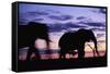 Elephants Silhouetted at Dusk-Paul Souders-Framed Stretched Canvas