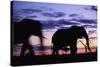 Elephants Silhouetted at Dusk-Paul Souders-Stretched Canvas